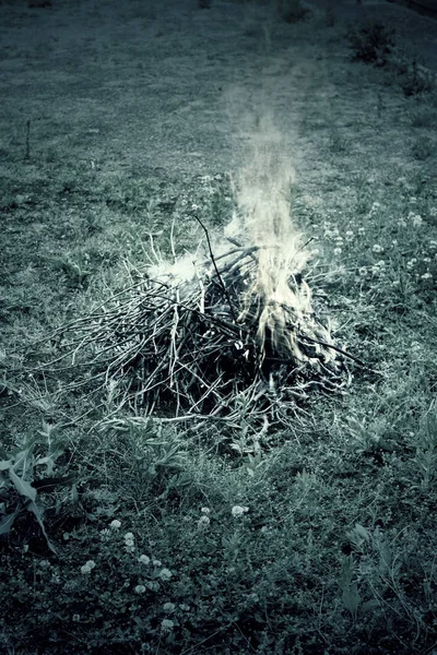 Verbrande bos bomen — Stockfoto