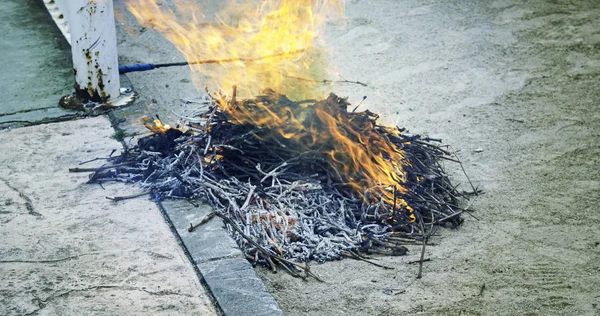 Brända skogsträd — Stockfoto