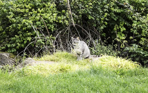 Cat abbandonato strada — Foto Stock