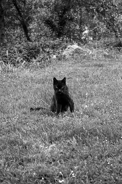 Cat rue abandonnée — Photo