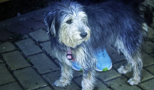 Hundeauslaufstraße — Stockfoto