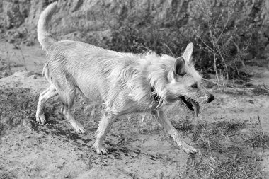 Köpek çamur banyosu