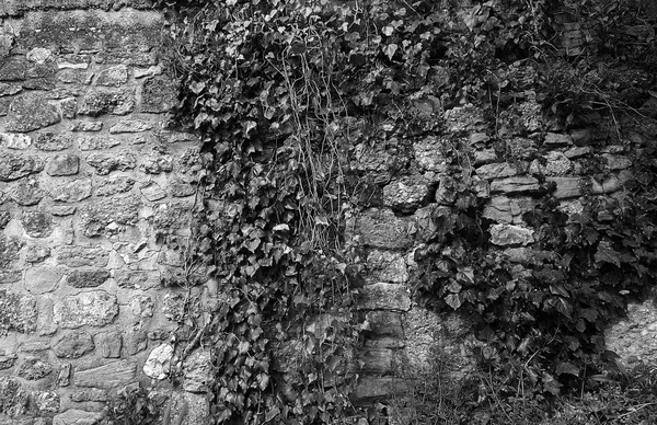 Mur avec vignes — Photo