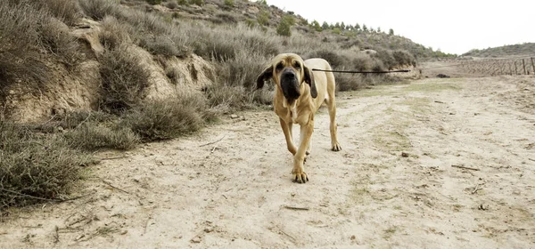 Dog bloodhound field — Stock Photo, Image