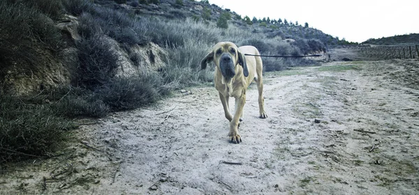 犬ブラッドハウンド フィールド — ストック写真