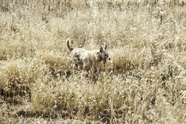 Hound dog vegetatie — Stockfoto