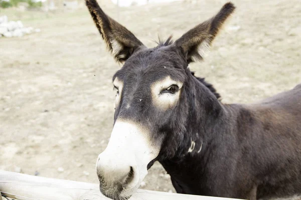 Brown donkey farm — Stock Photo, Image