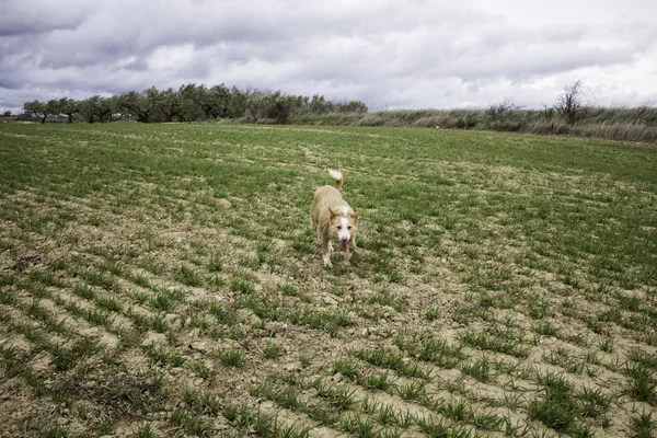 Ogar pies roślinności — Zdjęcie stockowe