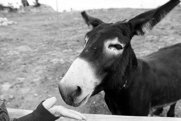 Fille dans la ferme d'âne — Photo