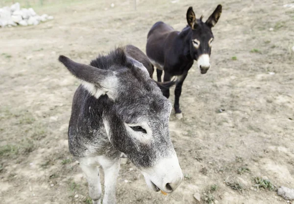 Granja burro marrón —  Fotos de Stock