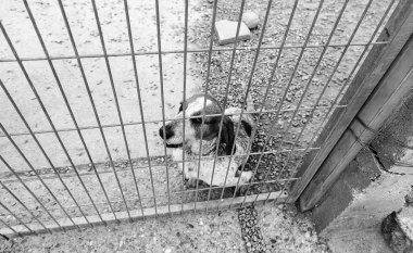 Üzgün terk edilmiş köpekler