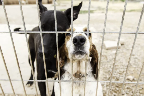 Tristi cani abbandonati — Foto Stock