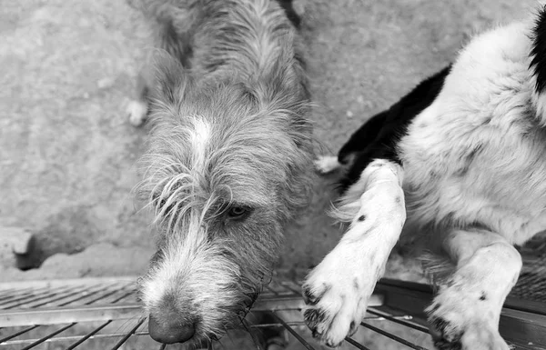 Triste cães abandonados — Fotografia de Stock