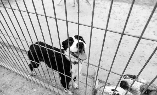 Triest achtergelaten honden — Stockfoto