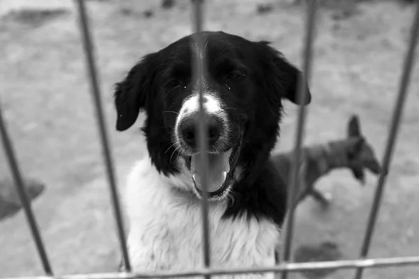 Triste perros abandonados —  Fotos de Stock