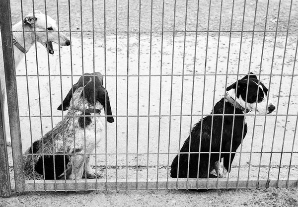 Triest achtergelaten honden — Stockfoto