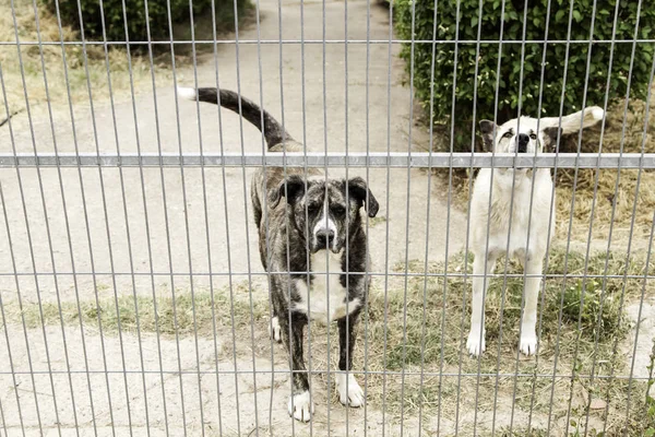 Üzgün terk edilmiş köpekler — Stok fotoğraf