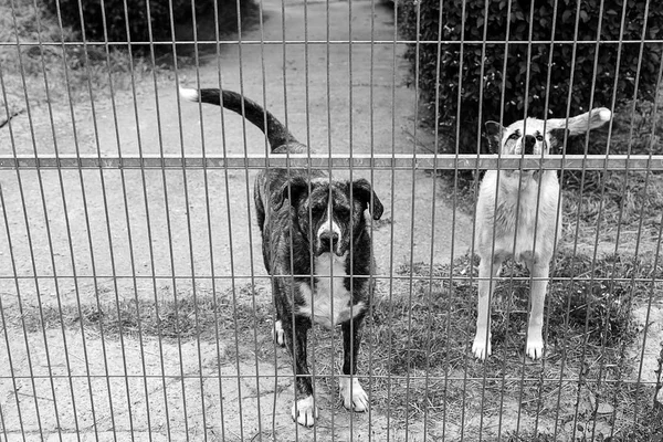 Tristi cani abbandonati — Foto Stock