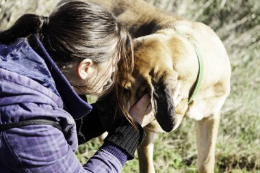 Dog bloodhound field clipart
