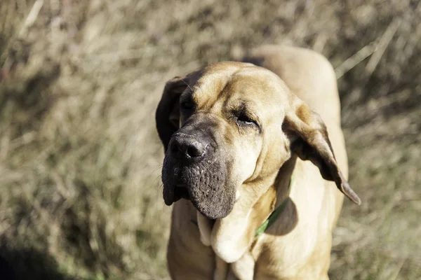 Kutya bloodhound mező — Stock Fotó