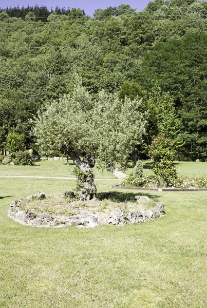 Olive tree park — Stock fotografie