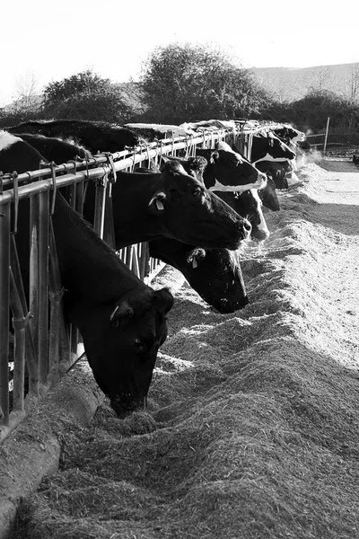 Vacas na exploração agrícola — Fotografia de Stock