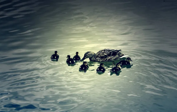 Duck with ducklings — Stock Photo, Image