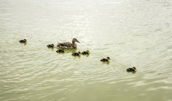 Pato com patinhos — Fotografia de Stock