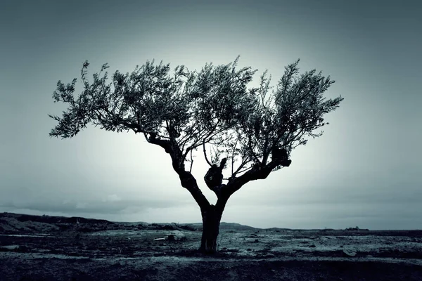 Zeytin ağacı Parkı — Stok fotoğraf