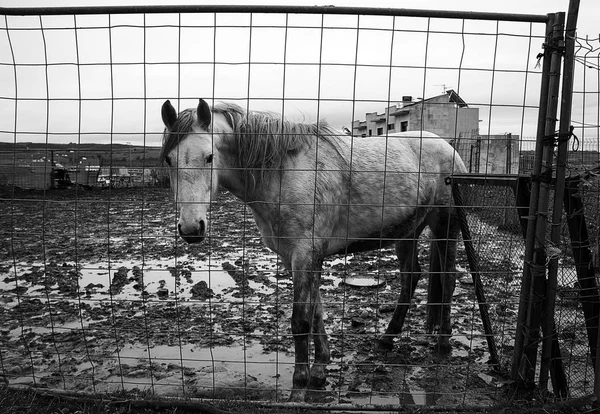 Horses in stable — Stock Photo, Image