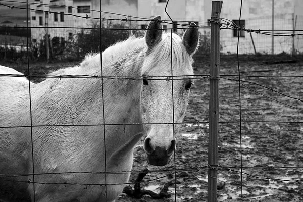 At istikrarlı — Stok fotoğraf