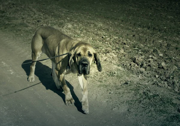 Cão fila brasileiro — Fotografia de Stock