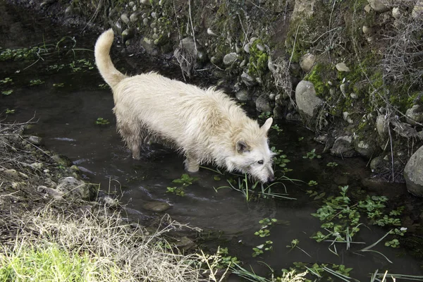 Bagno di fango cane — Foto Stock