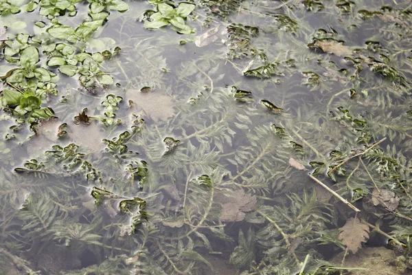 Sjön med vegetation — Stockfoto