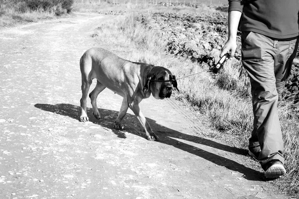 Dog fila brasileiro — 图库照片