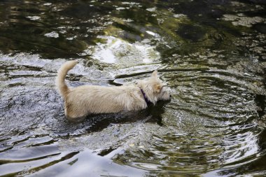 Köpek çamur banyosu