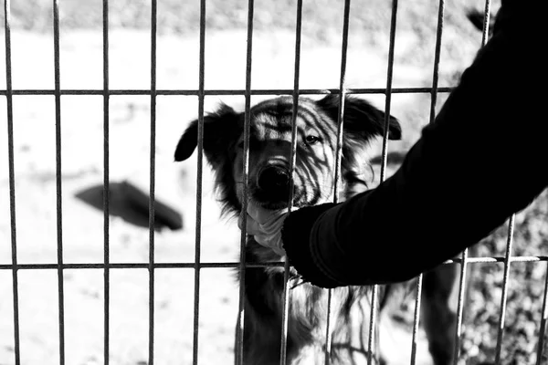 Triste cães abandonados — Fotografia de Stock