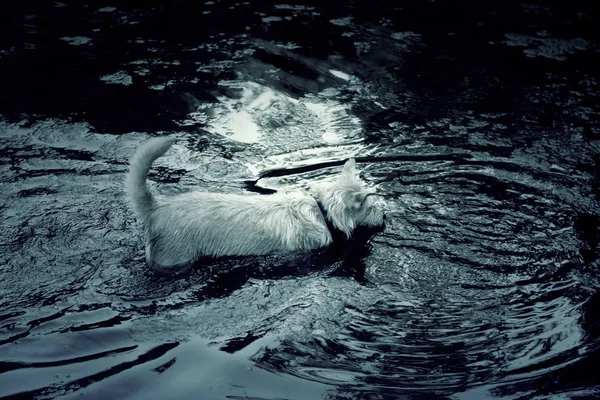 Baño de lodo perro —  Fotos de Stock