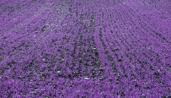 Campo de relva fresca — Fotografia de Stock