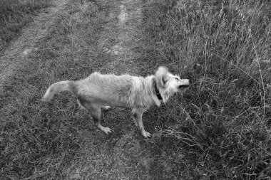 Köpek çamur banyosu