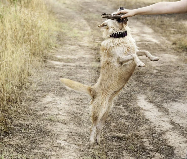 Hund mit Stock — Stockfoto