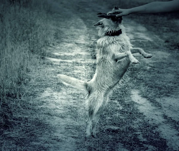 Cão com pau — Fotografia de Stock