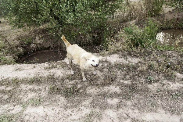 Bagno di fango cane — Foto Stock