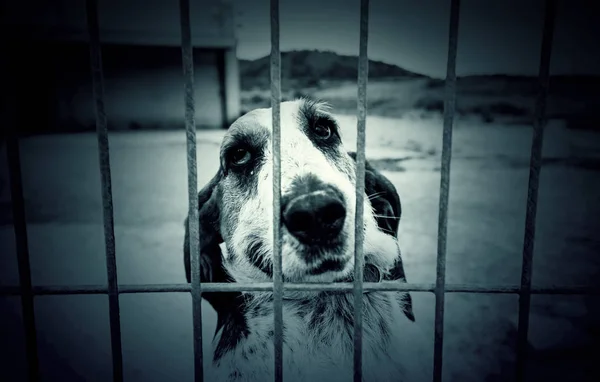 Basset hound abandonado — Fotografia de Stock