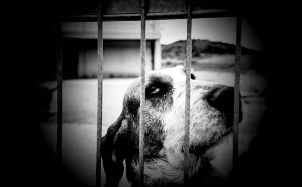 Basset cão abandonado — Fotografia de Stock