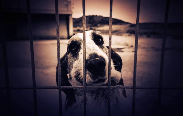 Basset hound, elhagyott — Stock Fotó