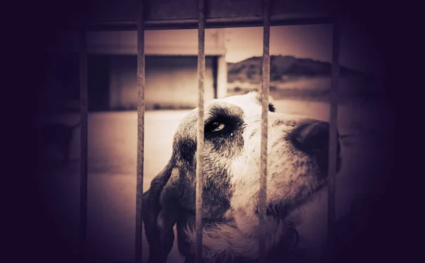 Basset cão abandonado — Fotografia de Stock