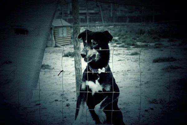 Cão na gaiola — Fotografia de Stock