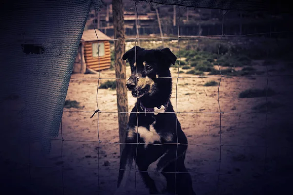 Σκυλί στο κλουβί — Φωτογραφία Αρχείου