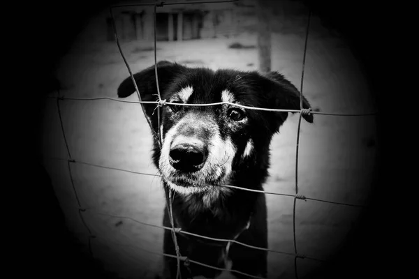 Dog kennel locked — Stock Photo, Image